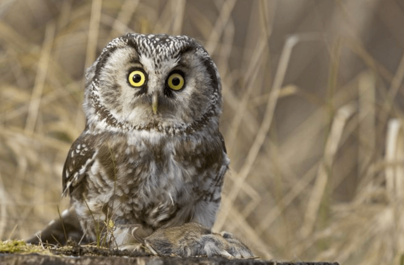 Představujeme: DESOP