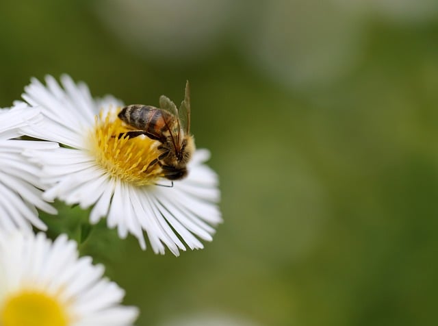 A Quarter of Bees In Czechia Did not Survive the Winter