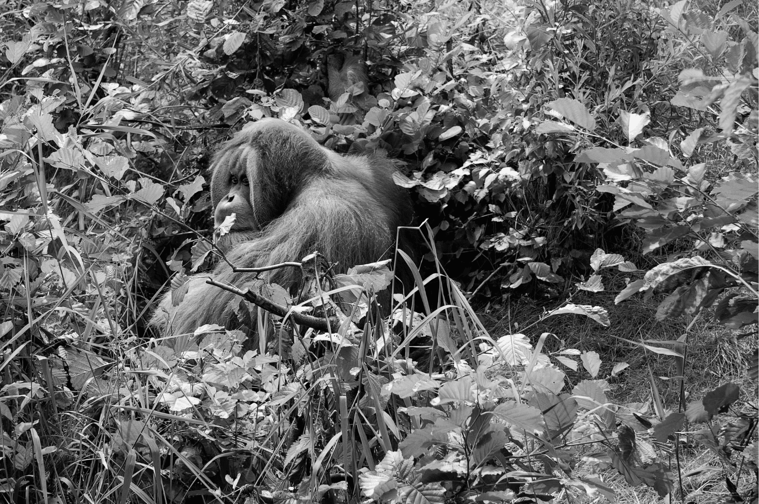 Fundraiser: Palm Oil Free