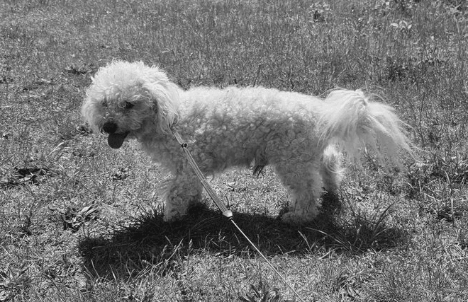 Sbírka: Pes Bedříšek potřebuje operaci srdce