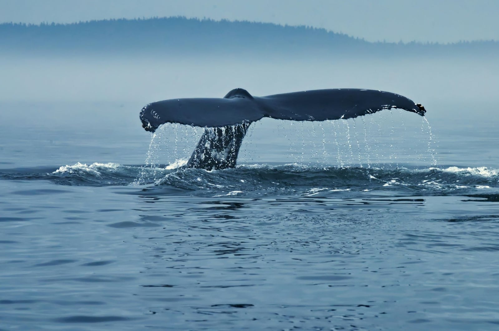 Endangered Whales Need Our Help
