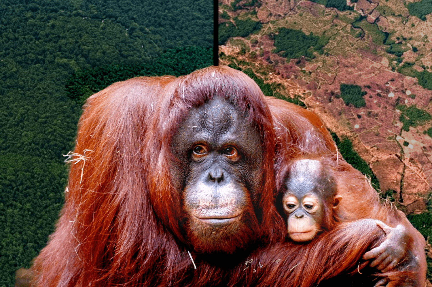 Podcast: The Fight to Save Orangutans From Extinction