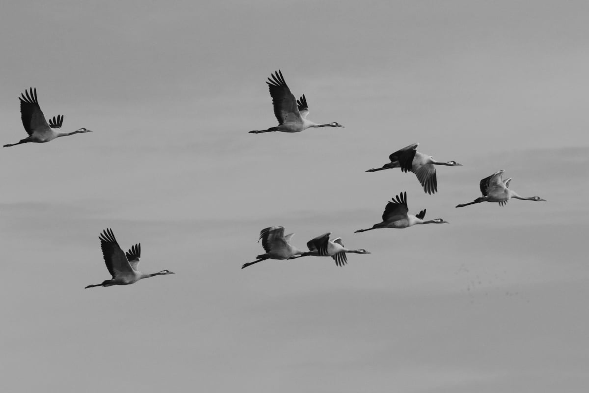 Sbírka: Fotopasti pro Jeřábí život