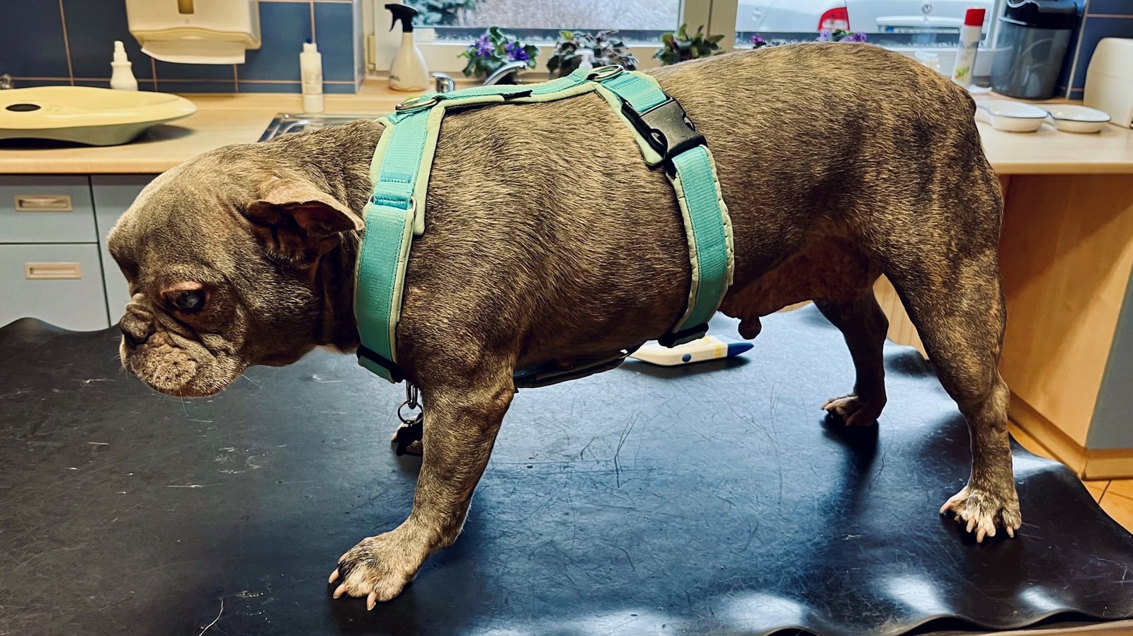 Fenka Lili hledá nový začátek