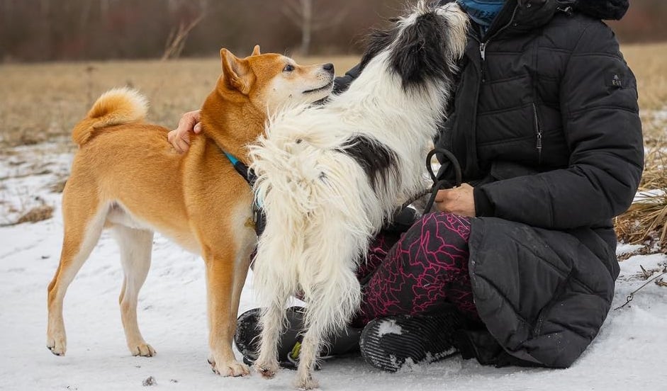 Tito pejsci a kočičky tě potřebují