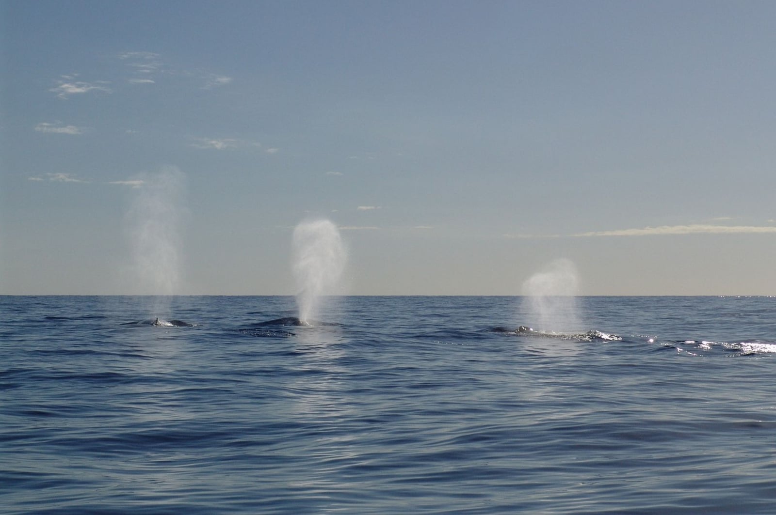 The Most Endangered Giants on Earth