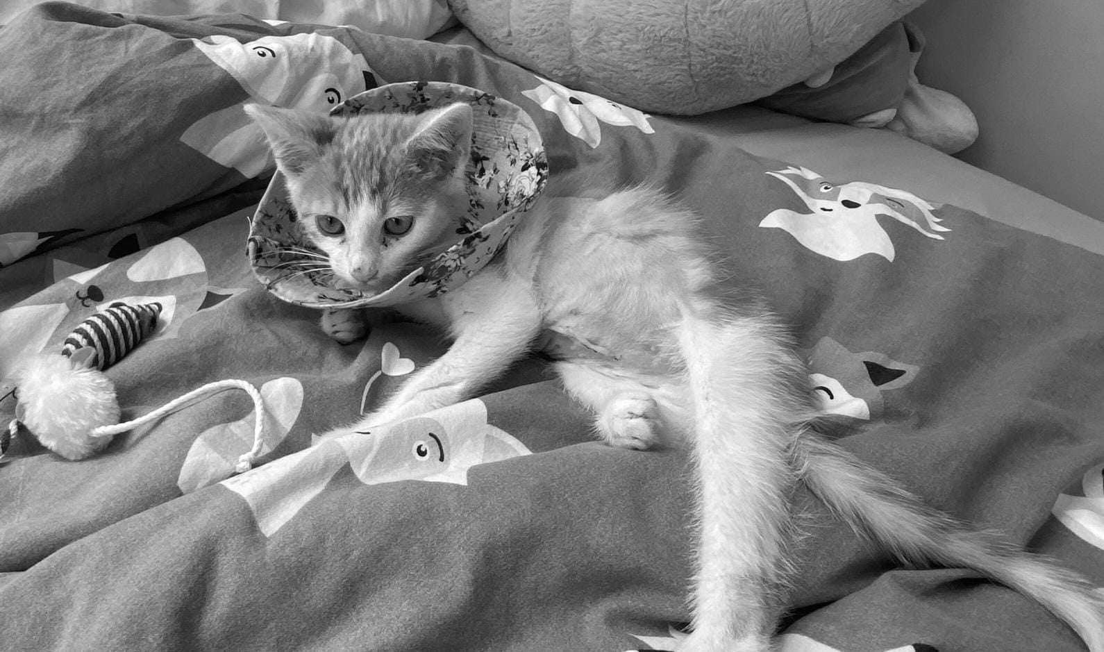 Sbírka: Kotě Miky potřebuje operaci