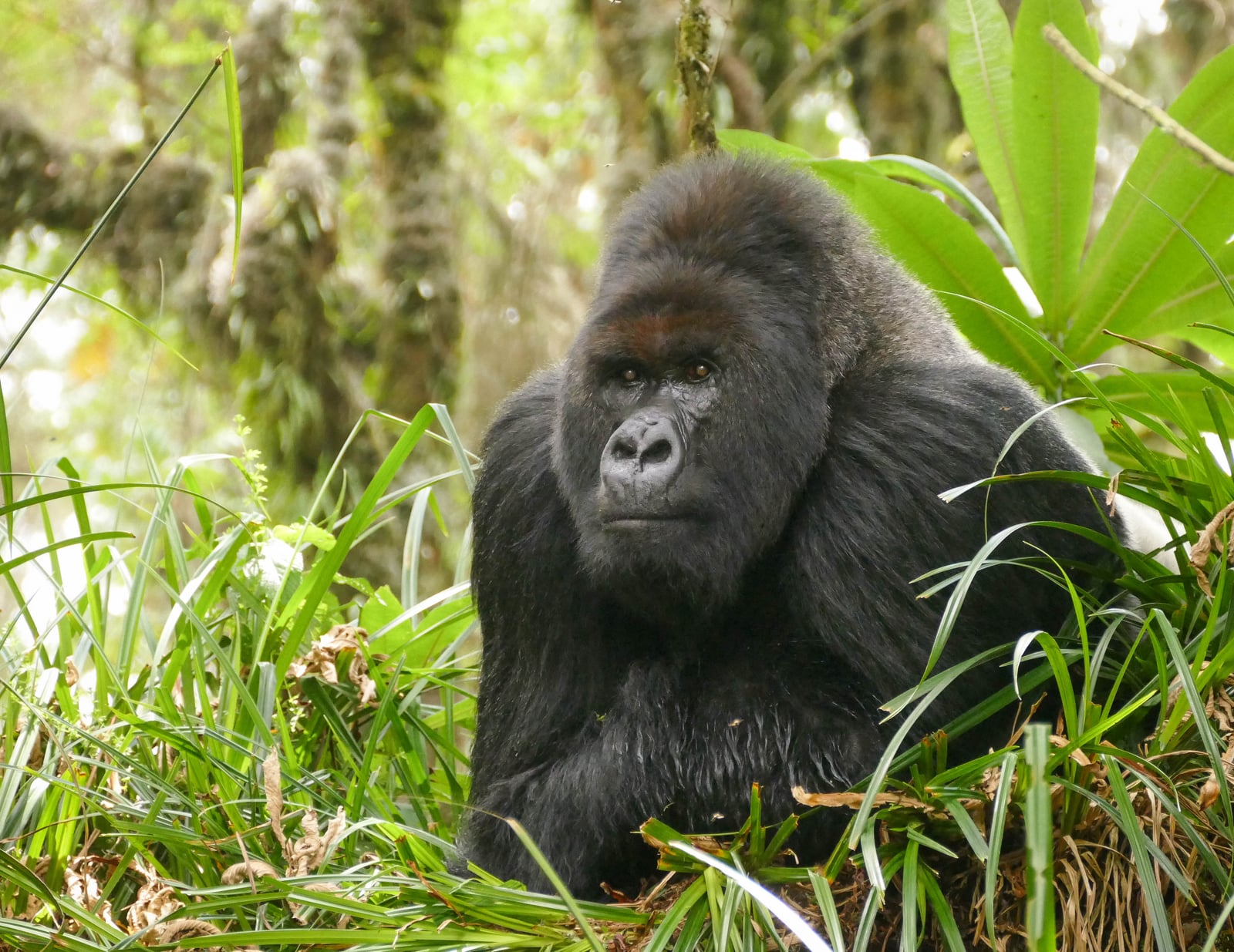 Introducing Dian Fossey Gorilla Fund