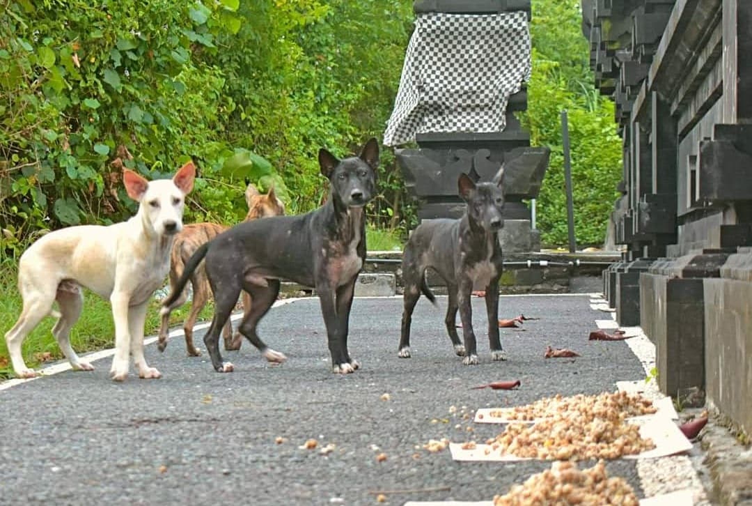 Psi na Bali bojují o přežití