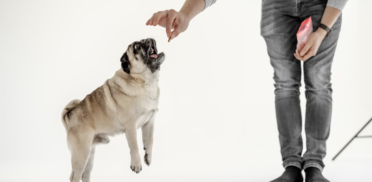 Léčba zvířat v nouzi