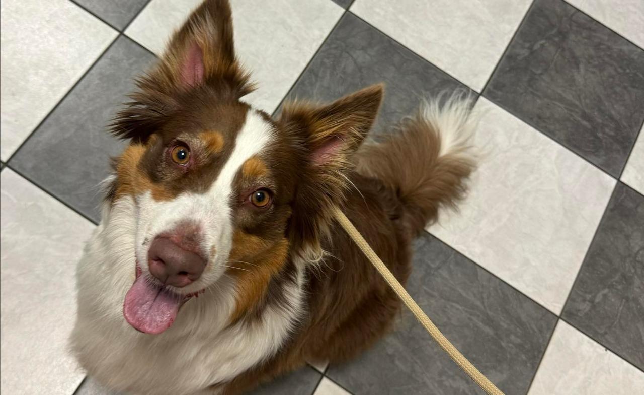 Aisha, statečná fenka hledající jistotu