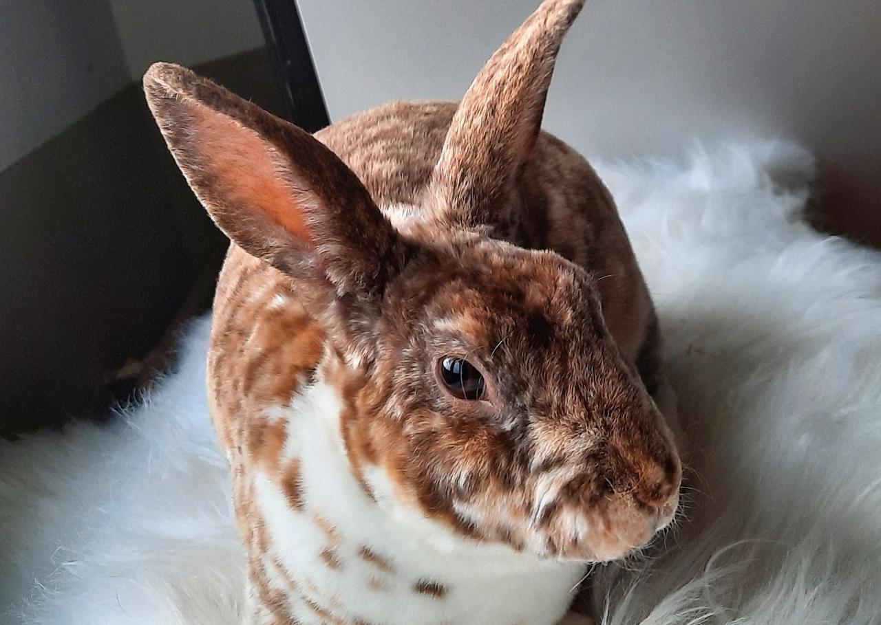 Emánek pomáhá i mimo psí a kočičí svět